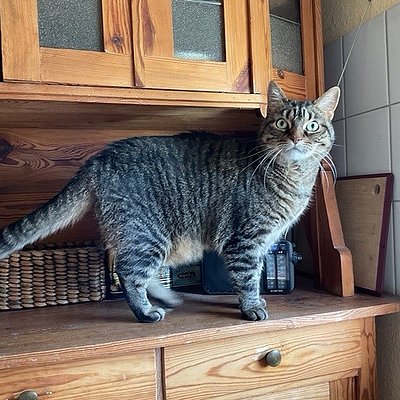 Frieda