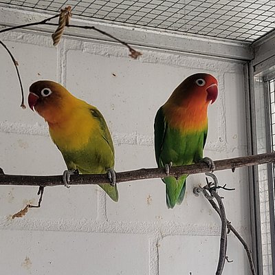 Agaporniden Timmy und Tammy