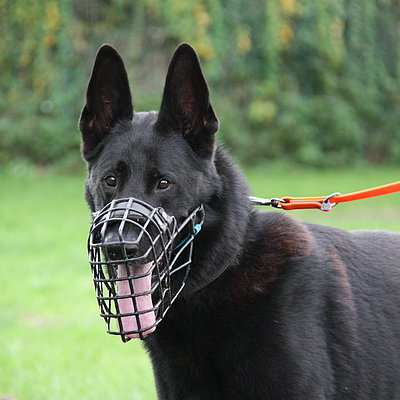 Loki