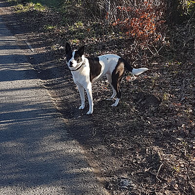 Ronja
