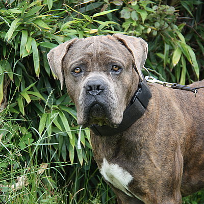 Balu