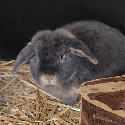 Zwergwidder Fluffy